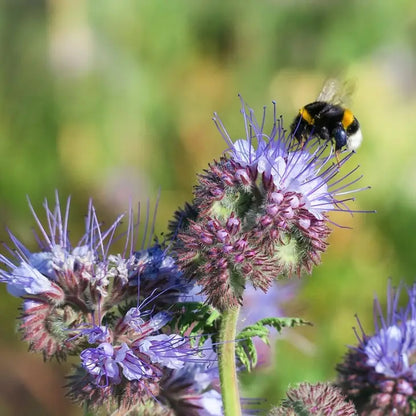 The Empress Bee Tarot Seed Packet