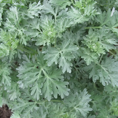 Wormwood Mugwort Tarot Seed Packet