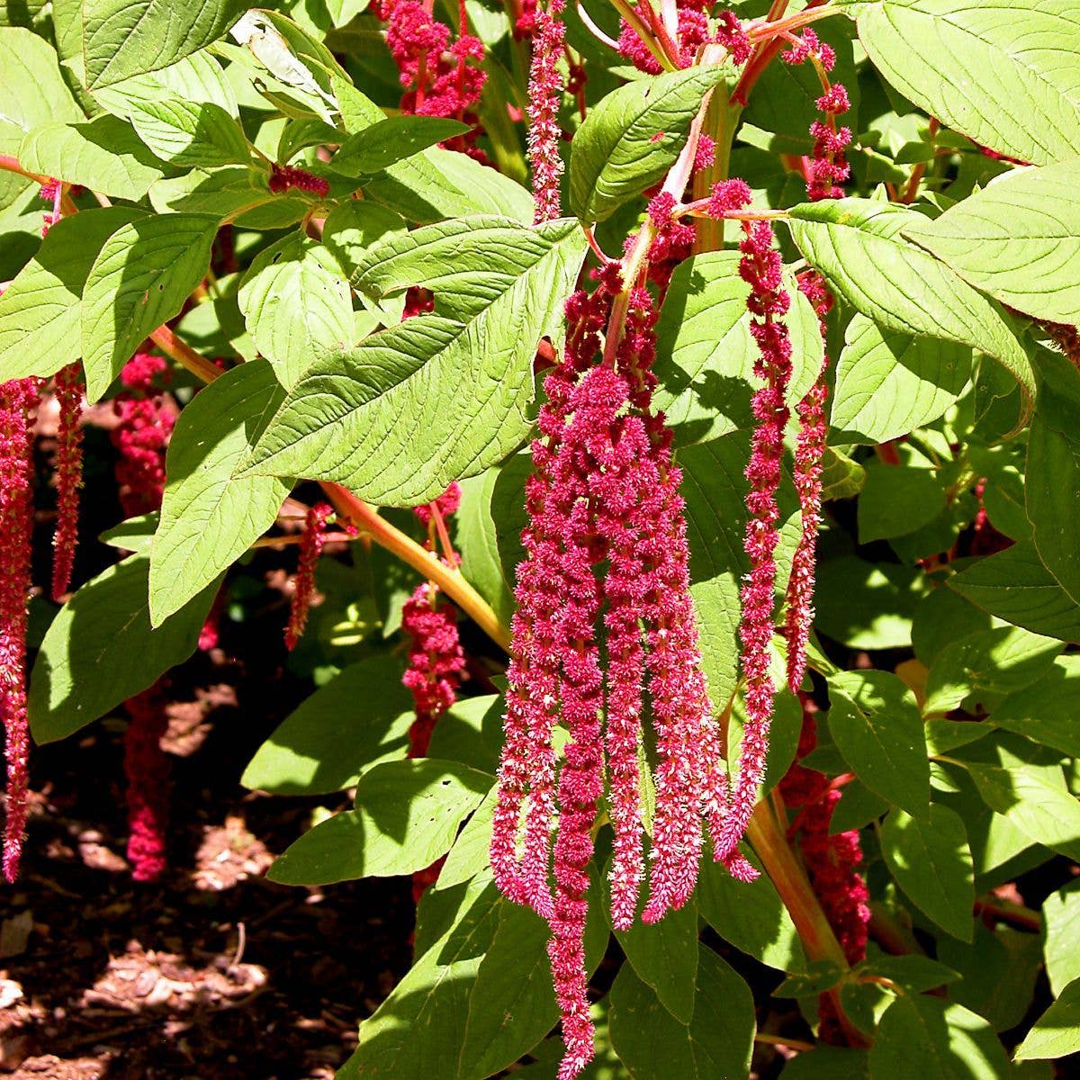 Love Lies Bleeding Tarot Seed Packet