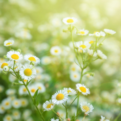 German Chamomile Tarot Seed Packet